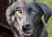 Quiz Chien ou Loup ?