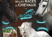 Quiz Les races de chevaux