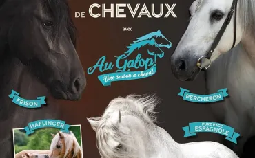 Quiz Chevaux