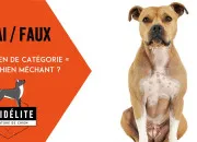 Quiz Vrai/faux : les chiens