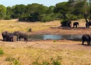 Quiz Les animaux du monde