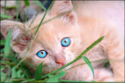 Tu es un chaton du Clan du Tonnerre nommé Petite Tige, tes sœurs Petite Pêche et Petit Jonc dorment paisiblement contre le ventre de votre mère. Un chat tigré, que tu ne connais pas, entre soudain dans la pouponnière, il dit qu'il s'appelle Plume de Pluie et te demande de le suivre. Que fais-tu ?