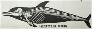 Les anctres des dauphins ont-ils foul la terre ferme ? (indice dans la photo)