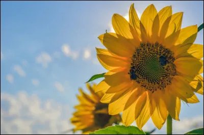 D'où le tournesol est-il originaire ?