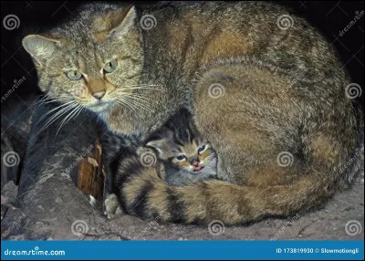 Les chats sont des félins.