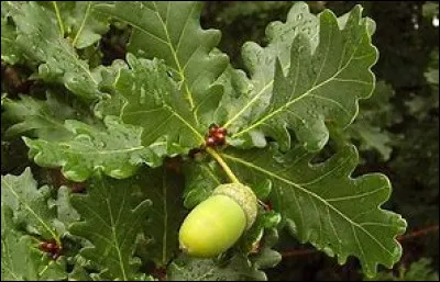 De quel arbre sont ces feuilles ?