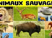 Quiz Quiz sur les animaux sauvages