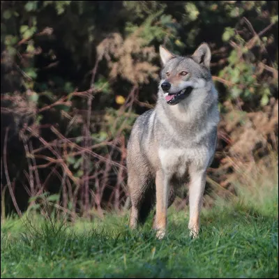 Quelle est l'espérance de vie d'un loup ?