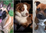 Test Quelle race de chien tes-vous ?