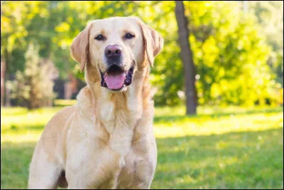 Ce chien est un...