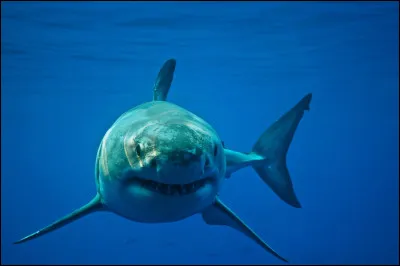 Vrai ou faux ? Le requin mange les humains.