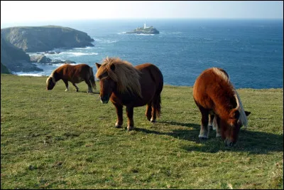 Tu préfères les chevaux...