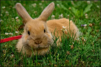 Quel est cet animal ?