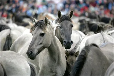 Quelle est cette robe de cheval ?