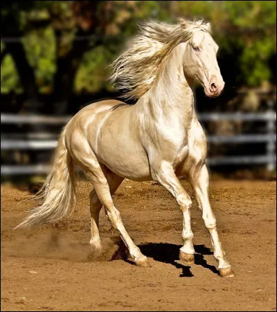 Quelle est cette race de cheval ?