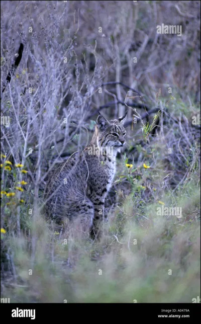 Quel est cet animal qui se cache ?