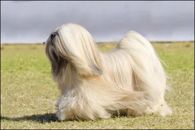 Quel est ce chien ?