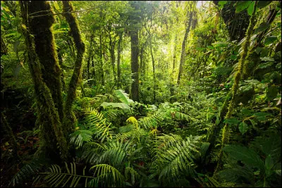 Quel autre nom donne-t-on à une forêt vierge ?