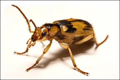 Où trouve-t-on principalement le coléoptère bombardier (pour l'espèce Brachinus Fumans, la plus célèbre) ?