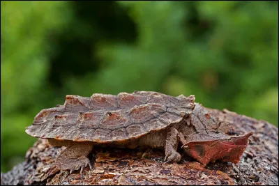 Quel est le nom de cette tortue d'eau douce ?