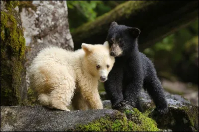 On l'appelle l'ours esprit, normalement il devrait être noir mais au lieu de ça il est blanc crémeux, on le trouve ...