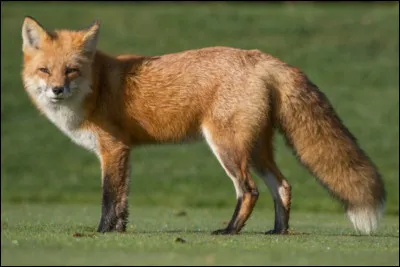 De quelle famille fait partie le renard ?