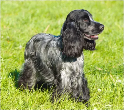 Quel est ce magnifique chien mesurant environ 46 cm au garrot (À l'épaule. Le garrot est utilisé pour mesurer de nombreux animaux.) ?