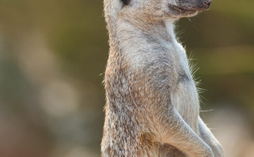 Quiz Animaux