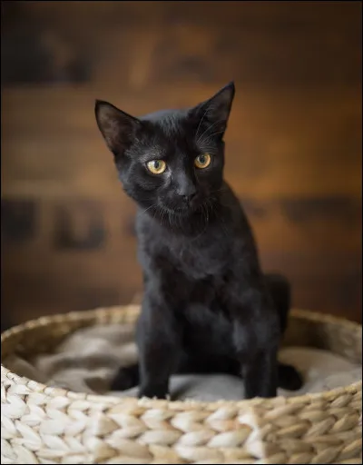 Un chaton est dehors et il n'a pas de collier. Que fais-tu ?