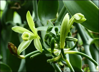 La vanille est une épice constituée par le fruit de quelle plante ?