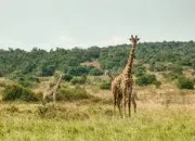 Quiz Connaissez-vous les animaux d'Afrique ?