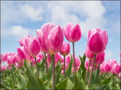 Quelle fleur peut être "perroquet" ou "triomphe" ?