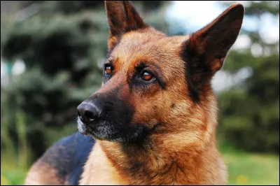 On m'utilise pour le gardiennage mais surtout comme chien policier.
Je ne suis pas méchant mais souvent considéré comme tel. Qui suis-je ?