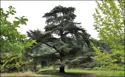 De quel pays cet arbre est-il l'emblème ?