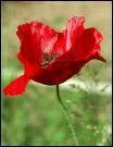 Le Coquelicot :