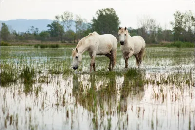 Facile : 
Ma robe est grise. Je suis souvent libre et je vis dans des marécages. Je suis chargé de ramener les taureaux. Je suis en Camargue. Qui suis-je ?