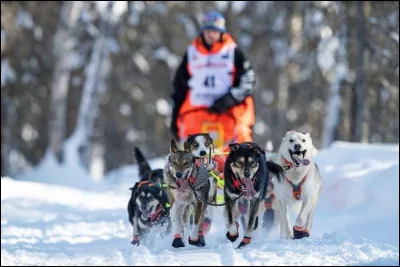 Pour commencer, quel type de chien veux-tu ?