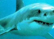 Quiz Les requins