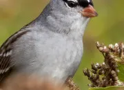 Test Quel oiseau es-tu ?