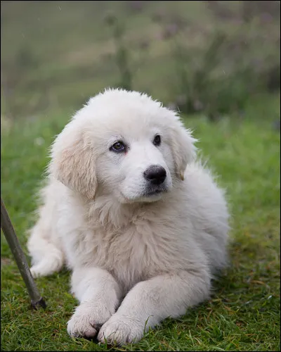 Quelle est la race de ce chien ?