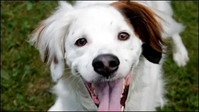 Je l'ai embrassé par erreur et je me suis transformée en chien. Seul un autre de ses baisers peut me retransformer en humaine. Le problème, c'est qu'il a une peur bleue des chiens.