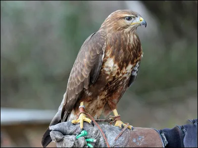 Vraiment, je commence par un facile, que vous connaissez sans doute ; le rapace sur l'image est :