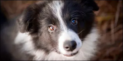 Quel est ce chien ?