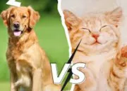 Test Chien VS Chat