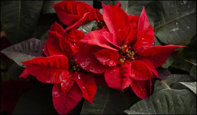 Quel est le nom de cette plante, également appelée "étoile de Noël" ?