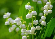 Quiz Qui dit mai, dit... Muguet !