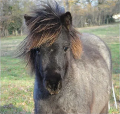 Ce roi de la tribu thrace avait la réputation de nourrir ses chevaux avec la chair de ses hôtes. Le huitième des travaux d'Hercule fut d'ailleurs de capturer ses juments