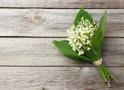 Quiz Muguet