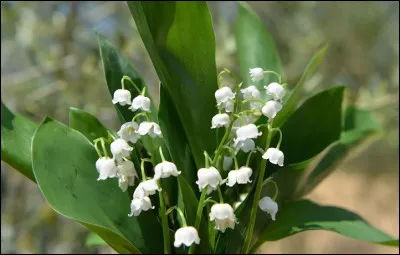 Le muguet est une plante très toxique.