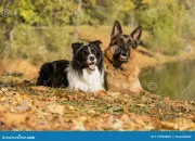 Test Berger allemand ou border collie ?